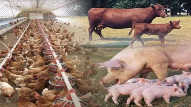 Sui gas serra, Ispra scagiona le stalle - Nel 2020 con le fabbriche ch...