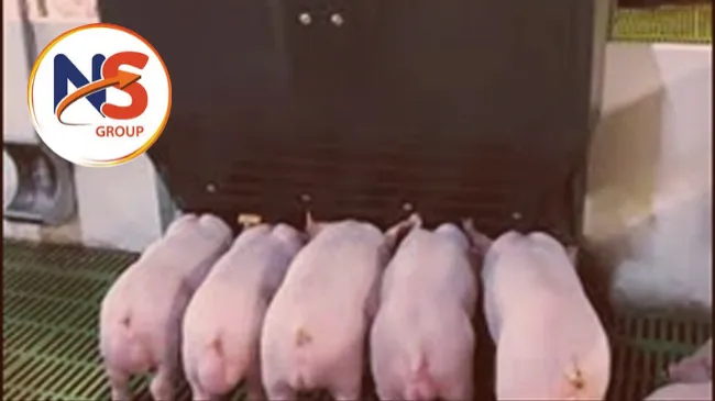 IMPORTANCIA DE LOS PROCESOS DE ALIMENTACIÓN EN EL DESEMPEÑO PRODUCTIVO DE LOS CERDOS