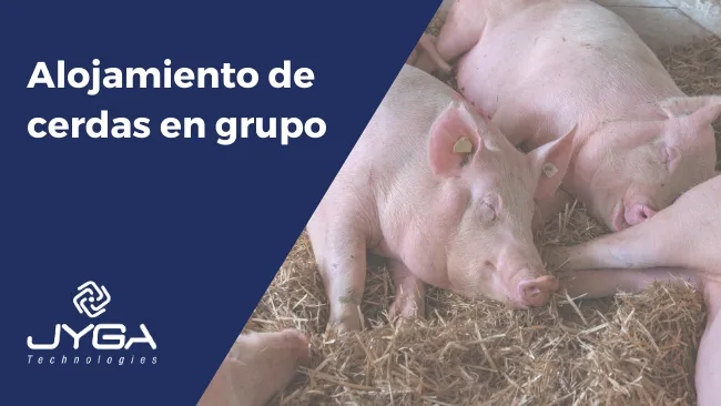 Alojamiento de cerdas en grupo: ¿Qué considerar? 