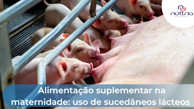 Alimentação suplementar na maternidade: uso de sucedâneos lácteos