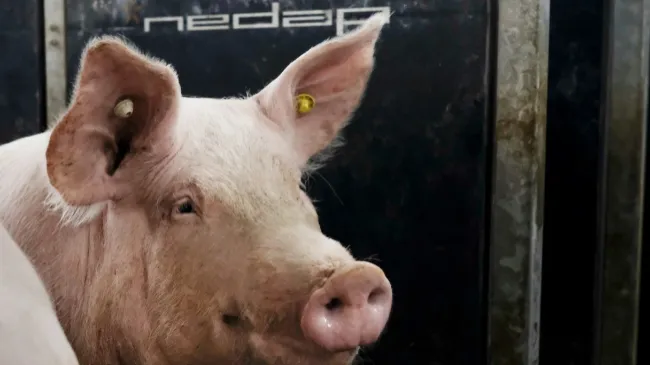 Ningún cerdo es anónimo  