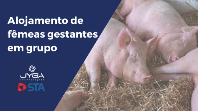 Considerações importantes para matrizes gestantes alojadas em grupo