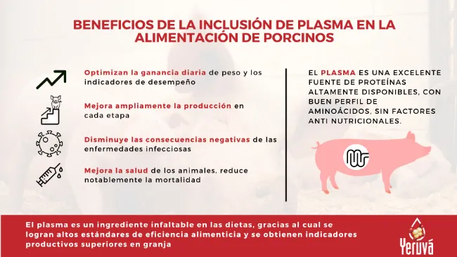 ¿Sabes cuáles son las propiedades y beneficios de la inclusión de plasma en la alimentación porcina?