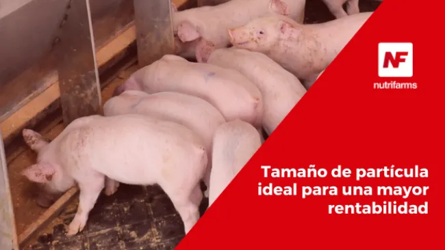  Tamaño de partícula ideal para una mayor rentabilidad