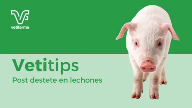7 Vetitips para el post destete en lechones