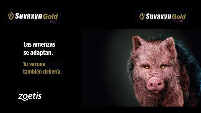 Zoetis Chile lanza al mercado Suvaxyn Gold PCV MH y Suvaxyn Gold PCV