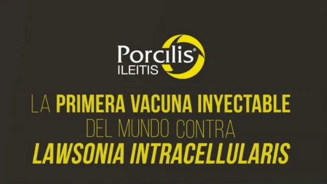 Porcilis Ileítis, la mejor solución