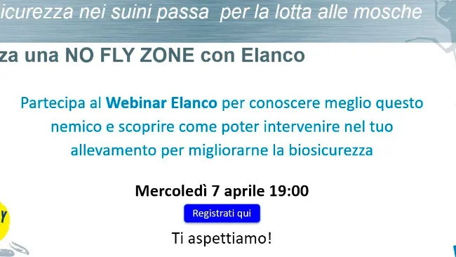 La biosicurezza nei suini passa  per la lotta alle mosche