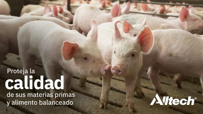 Identifique el crecimiento de hongos, proteja la calidad de la materia prima y alimento balanceado