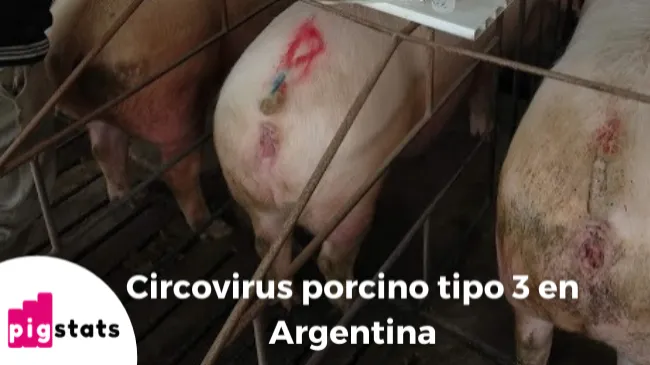 Circovirus porcino tipo 3 en Argentina