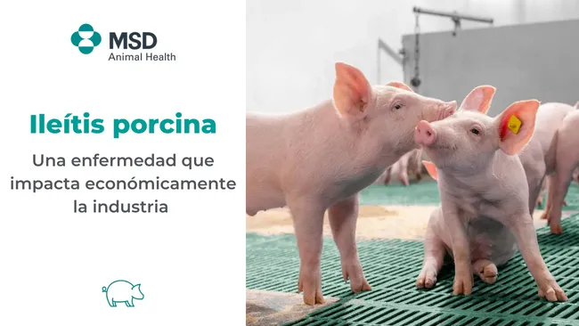 Ileítis Porcina, una enfermedad que impacta económicamente la industria porcina. Parte I