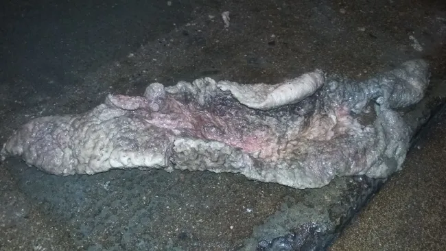 Это выпало из хряка. Думаем слизистая �...