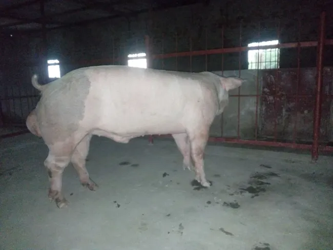 What are the essentials for setting up a robust swine semen and AI cen...