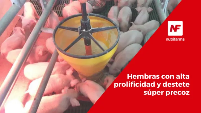 Hembras con Alta Prolificidad y Destete Súper Precoz