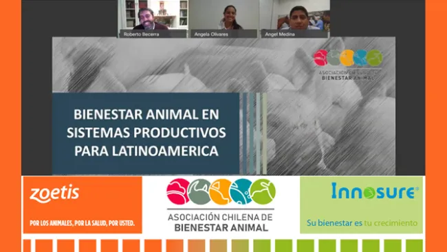 Zoetis Chile y Zoetis Perú realizaron un nuevo webinar sobre Bienestar Animal