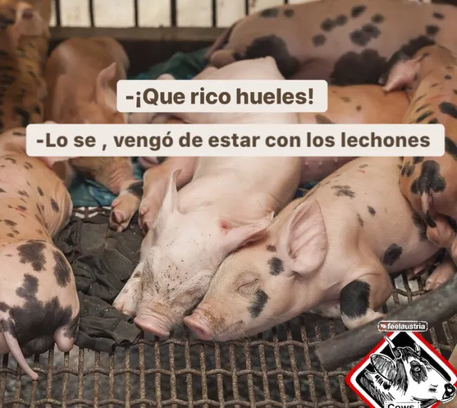 🐷