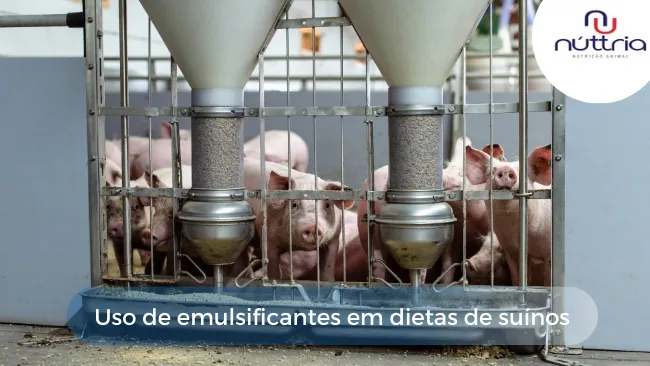 Uso de emulsificantes em dietas de suínos
