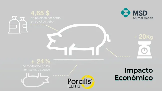 Porcilis Ileitis, impacto económico de la enfermedad Ileitis en cerdos