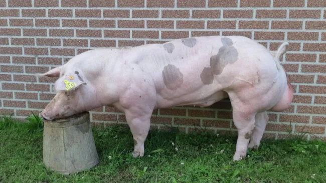 Swine AI Bevel: