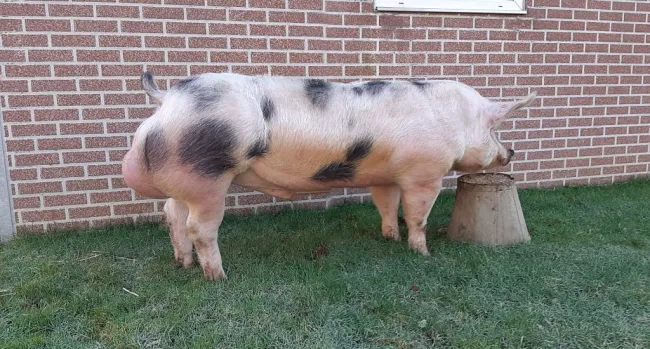 Belgian Pietrain boars