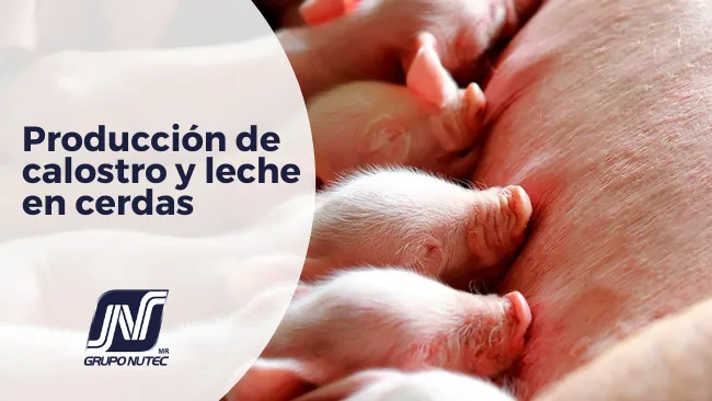Factores que influyen en la producción de calostro y leche en cerdas