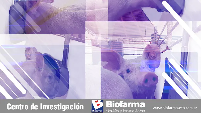 Bebederos tipo chupete vs cazoletas: ¿usamos de forma eficiente el agua en producción de cerdos?