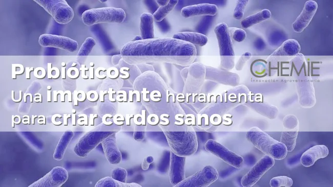 Probióticos, importante herramienta para criar cerdos sanos y libres de promotores de crecimiento
