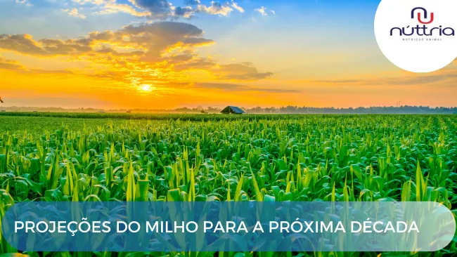 Projeções do milho para a próxima década