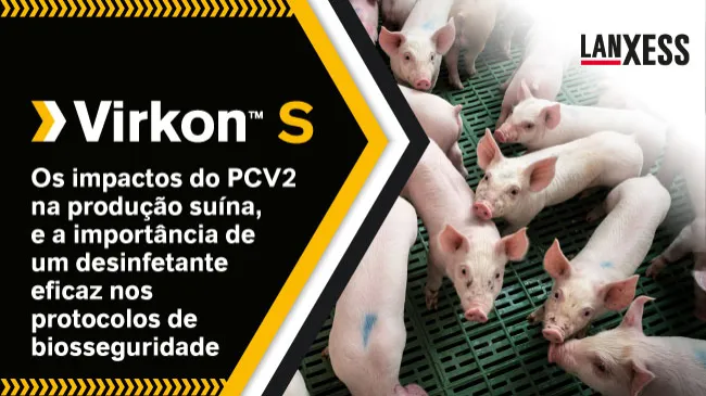 Os impactos do PCV2  e a importância de um desinfetante eficaz nos protocolos de biosseguridade 