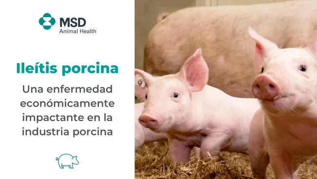 Ileítis Porcina, una enfermedad económicamente impactante en la industria porcina. Parte II