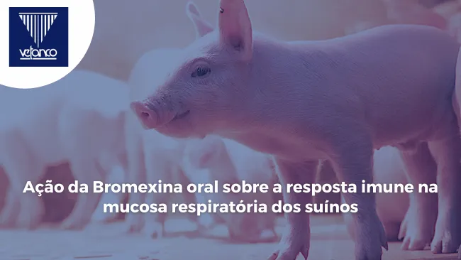 Ação da Bromexina oral sobre a resposta imune na mucosa respiratória dos suínos