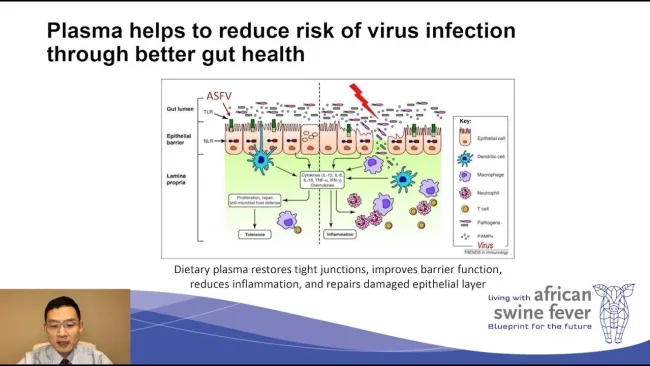 Living With ASF 3; How plasma can help improve gut barrier function