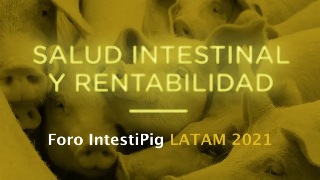 MSD Animal Health los invita al Foro IntestiPig LATAM 2021 “SALUD INTESTINAL Y RENTABILIDAD”