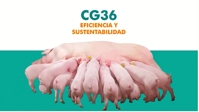 CG36: La cerda de CHOICE que combina una alta prolificidad y una excelente habilidad materna.