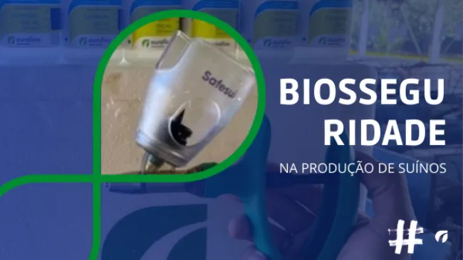 Biosseguridade na produção de suínos