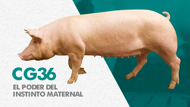 Cómo el instinto maternal de la hembra CG36 aumenta la productividad