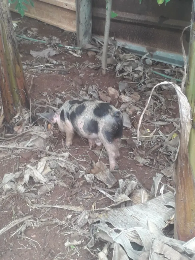 Ella tiene Hernia umbilical cuanto me sale una operacion? 