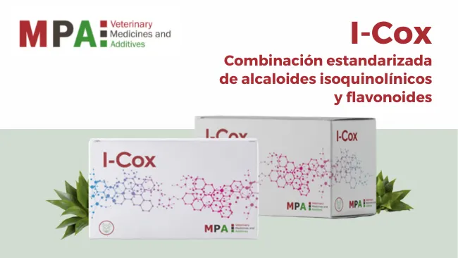 I-Cox, nueva alternativa natural a los fármacos anticoccidiales para lechones 