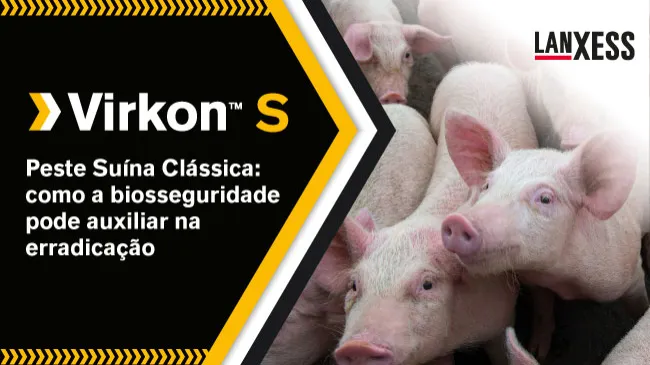 Peste Suína Clássica: como a biosseguridade pode auxiliar na erradicação