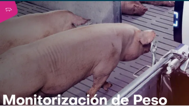 Monitorización de Peso