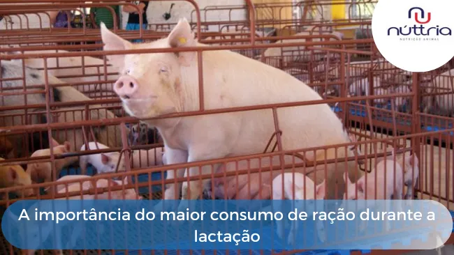 A importância do maior consumo de ração durante a lactação