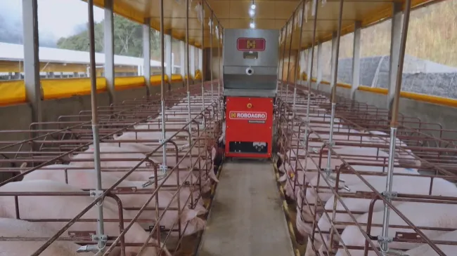 Novo robô alimentador de matrizes já em fase de implantação nas granjas da região sul