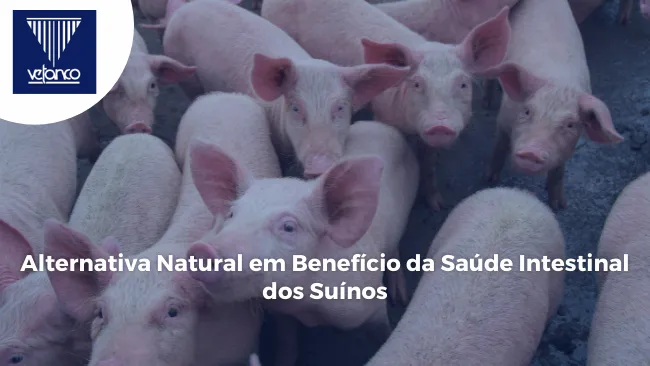 Alternativa Natural em Benefício da Saúde Intestinal dos Suínos