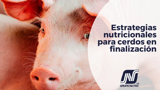 Estrategias nutricionales para cerdos en finalización. Parte I