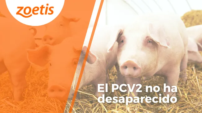 PCV2 en los últimos 15 años: la sorprendente evolución de un virus DNA