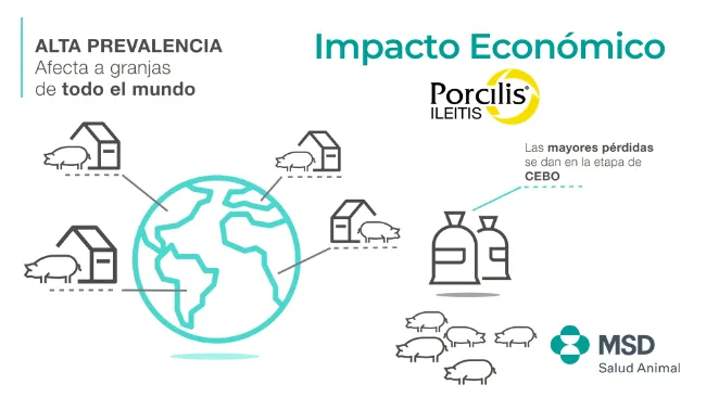 Impacto económico de la Ileitis en cerdos
