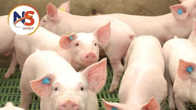 Consideraciones sobre la conversión alimenticia en el sitio uno