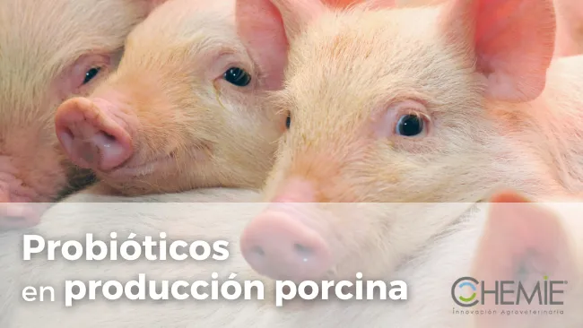 Probiótico en producción porcina, mirada teórica y práctica