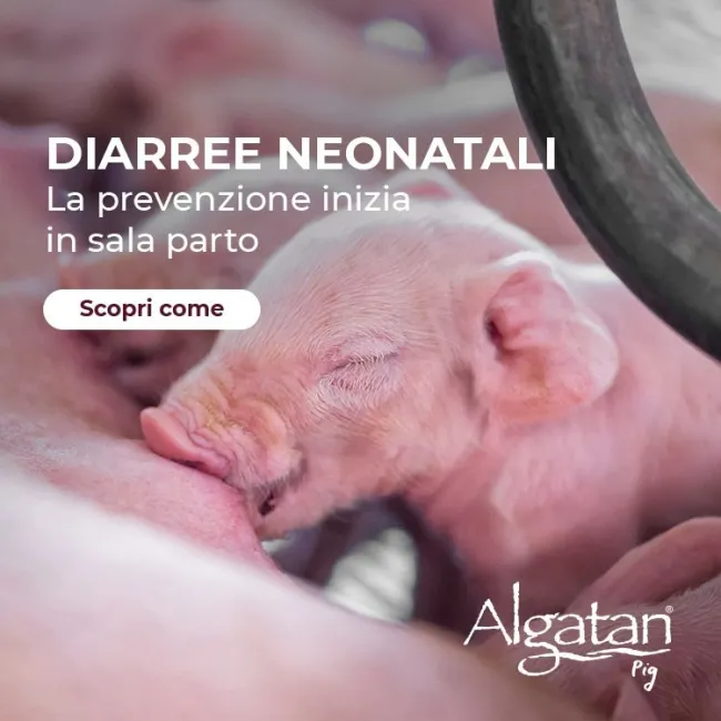 La prevenzione delle diarree neonatali parte dalla scrofa 🐷 Mater m...