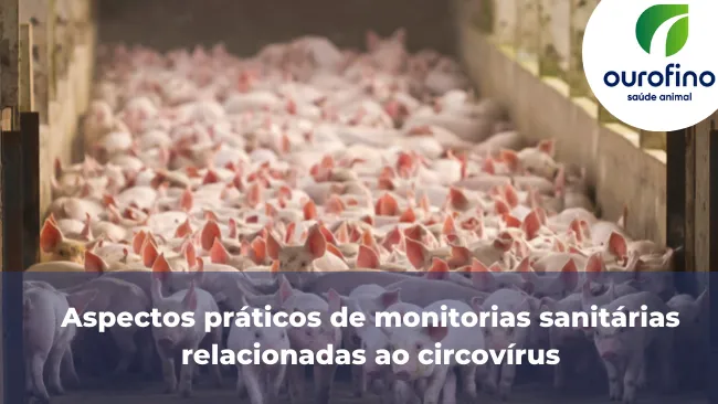 Aspectos práticos de monitorias sanitárias relacionadas ao circovírus